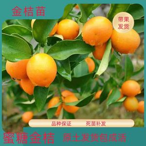 金橘树树苗脆皮金桔脆蜜金桔四季果树可食用常绿橘子苗