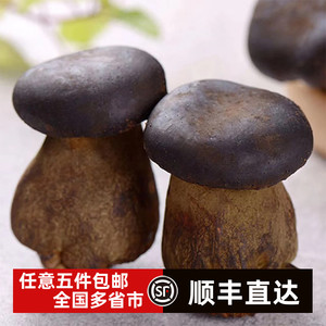 新鲜黑牛肝菌500g装食用Porcini菌菇云南特产美味菌菇煲汤农产品