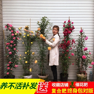 藤本月季花苗爬藤四季开花蔷薇大苗庭院耐寒植物阳台攀爬花卉盆栽 阿里巴巴找货神器