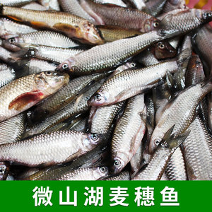 微山湖小麦穗鱼小罗汉鱼淡水鱼柳条鱼食蚊鱼小鱼新鲜食用冷冻生鲜