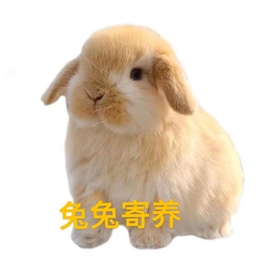 广州天河兔子寄养服务宠物寄养托管全年可接