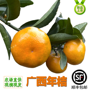 广西桂林年桔二月蜜桔马水桔沙糖桔新鲜水果春甜桔子柑橘橘子包邮
