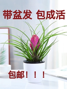净化空气草本防辐射花卉铁兰紫花凤梨新手办公室客厅好养可开花