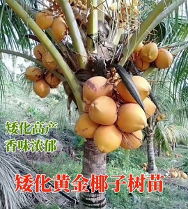 泰国矮化黄金椰青椰香水椰子树树苗绿植盆栽椰宝带壳发货当年结果