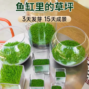 水草种子生态玻璃瓶真植物种籽套餐水培盆栽装饰绿植草缸鱼缸造景