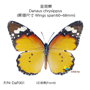 金斑蝶Danaus chrysippus 60-68mm云南