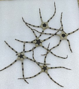 包邮海蛇尾海星 天然海星标本15-25厘米收藏标本家居装饰