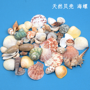 贝壳海星摆件装饰海螺鱼缸造景工艺品儿童天然饰品手工diy材料包