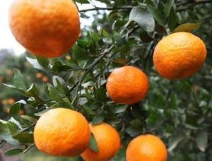 新鲜水果长阳清江椪柑超芦柑蜜桔5斤包邮农家酸甜椪柑橘子橙子