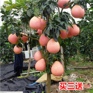 红心柚苗木 淘宝拼多多热销红心柚苗木货源拿货 阿里巴巴货源