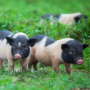 巴马香猪纯种藏香猪宠物猪活苗幼崽黑猪养殖活体小猪仔成年猪包邮
