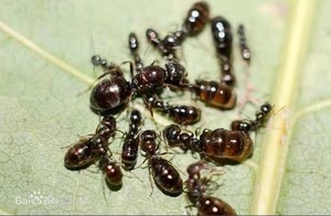 中华蜜罐蚁 原蚁 国产蜜罐蚁 活体宠物蚂蚁 小肚子蚁馆