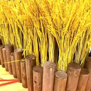 金黄稻穗装饰 纯天然真稻子稻谷干花 桌摆造景布景丰收拍摄影道具