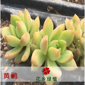 黄鹂黛比蒂亚百鸟肉肉多肉植物小盆栽绿植办公桌面植物 阿里巴巴找货神器 黄鹂黛比蒂亚百鸟肉肉多肉植物小盆栽绿植办公桌面植物 阿里巴巴找货神器