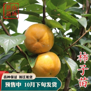 日本甜脆柿子苗树次郎阳丰大秋太秋甜柿树苗脆甜柿苹果柿有核无核