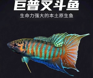 中国斗鱼活鱼小型观赏鱼巨普斗鱼不打氧好养耐活金鱼菩萨花手巾鱼