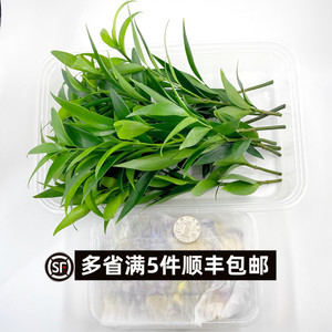 新鲜竹柏熊猫竹1盒10支 酒店饭店日料摆盘装饰点缀新鲜花草叶子