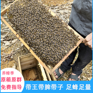 蜜蜂群中蜂带王活体笼蜂王带子脾蜜蜂活群中华蜜蜂土蜂蜜蜂活群