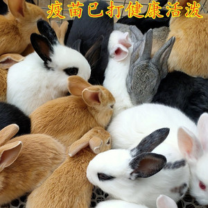 家养小白兔活物家兔活体宠物兔小兔子月月兔子繁殖种兔大型肉兔苗