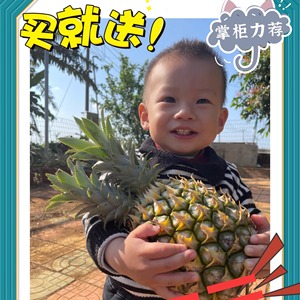 广东徐闻菠萝产地直供30斤9斤5斤3斤菠萝送去眼刀坏果包