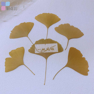 银杏叶干树叶标本干燥处理平面叶子手工雕刻照片图案绘画叶雕材料