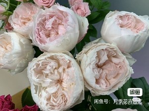可可杯 可爱瓷 超新品 日本玫瑰  今井清作出 月季玫瑰花苗