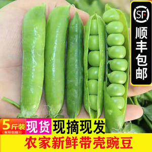 顺丰包邮5斤新鲜带壳豌豆青豆农家应季蔬菜豌豆荚青豌豆绿甜豆子