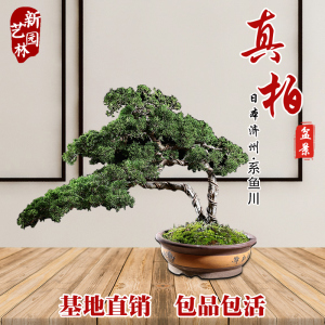 真柏树苗济州 真柏树苗济州品牌 价格 阿里巴巴