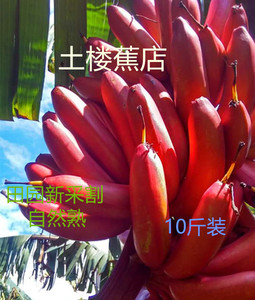 果园直销新鲜香蕉红皮香蕉福建土楼特产红香蕉火龙蕉水果10斤包邮