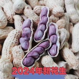 2024年新正宗福建龙岩连城四粒红衣咸水煮晒干紫衣花生湿烤五香脆