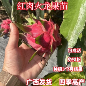 红心红肉火龙果树苗阳台家庭院四季南北种植盆栽水果种苗当年结果