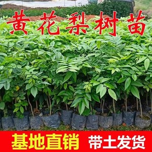 海南黄花梨树苗正宗黄花梨小苗庭院常绿名贵苗木降香黄檀珍贵植物