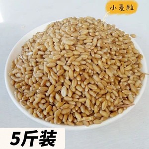 食用带壳小麦粒小麦草种子磨面熬粥麦芽糖榨汁麦野钓5斤农家自产