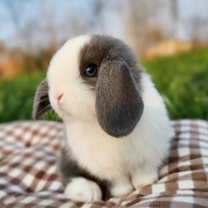 垂耳兔活物道奇垂耳兔霜白儿童好养宿舍宠物荷兰垂耳兔活体折耳兔