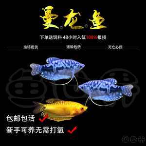 吃蛋白虫黄蓝曼龙鱼活体中小型鱼接吻鱼热带观赏鱼练手鱼耐活包邮