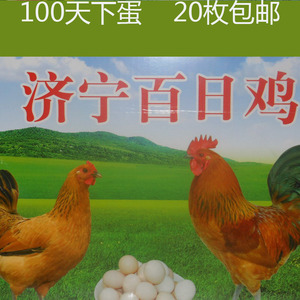 纯种济宁百日鸡种蛋新鲜受精鸡蛋可孵化土鸡蛋高受精率受精卵