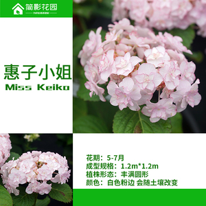 惠子小姐绣球花 惠子小姐绣球花品牌 价格 阿里巴巴 惠子小姐绣球花 惠子小姐绣球花品牌 价格 阿里巴巴