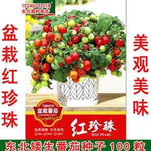 东北盆栽无架小番茄 矮生红珍珠小柿子种子100粒