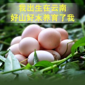 云南正宗农家山村散养土鸡蛋天然放养笨草柴鸡蛋受精蛋30枚月子蛋