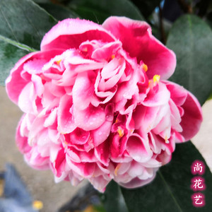 龙火珠名贵品种山茶花盆栽带花苞名贵品种室内外观花植物庭院阳台
