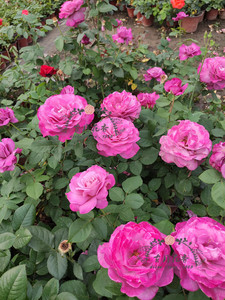 古月花香 蓝河 扦插苗盆栽种苗灌木大花月季玫瑰