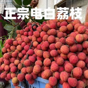 广东茂名正宗白糖罂荔枝当季水果清甜口感自家种植新鲜现摘