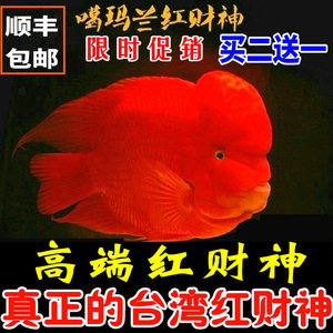 台湾正宗红财神鱼 红财神鱼活体 鹦鹉财神鱼苗 财神鱼苗顺丰包邮