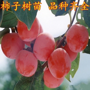 新品种果树苗 日本脆甜柿 富有甜柿子树苗盆栽地栽不脱涩摘下即食
