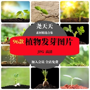 高清JPG素材春天植物发芽图片种子土壤嫩叶幼苗嫩芽萌芽图片素材