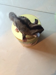 澳洲小蜜 蜜袋鼠澳洲进口粮 蜜袋鼯活体宠物 口袋密鼠宝宝专用粮