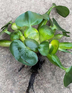 水草植浮草 水草植浮草品牌 价格 阿里巴巴 水草植浮草 水草植浮草品牌 价格 阿里巴巴
