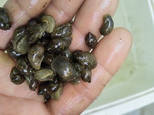 漂螺小乌龟活体饲料壳薄原生螺地图螺鱼缸强力除藻0.8-1.5厘米