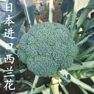 日本炎秀耐寒优秀曼陀绿种籽孑青花椰菜种子西兰花基地蔬菜孑包邮