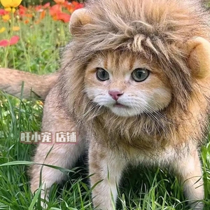 狮子猫咪帽子变装头套宠物兔子帽子可爱猫咪头饰狗狗头套网红搞怪